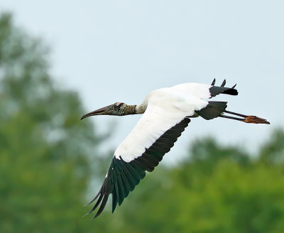 Wood Stork