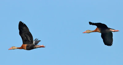 Black-bellied Whistling-Ducks