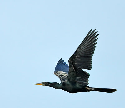 Anhinga