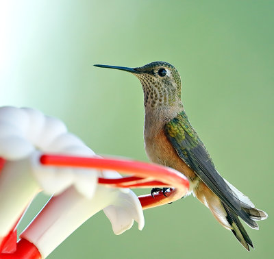 Broad-tailed Hummingbird