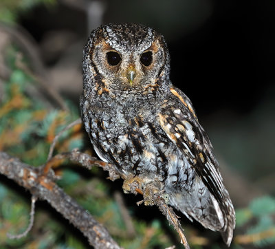 Flammulated Owl
