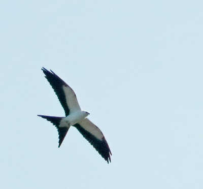 Swallow-tailed Kite