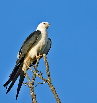 Swallow-tailed Kite