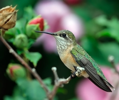 Calliope Hummingbird