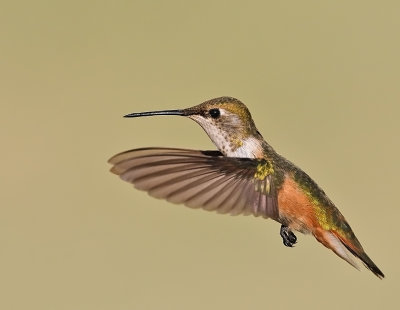 Rufous Hummingbird