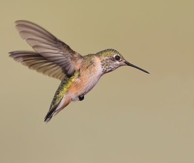 Calliope Hummingbird