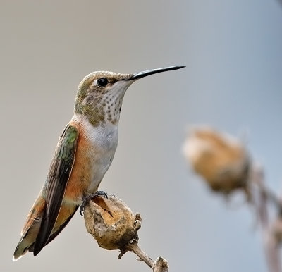 Rufous Hummingbird