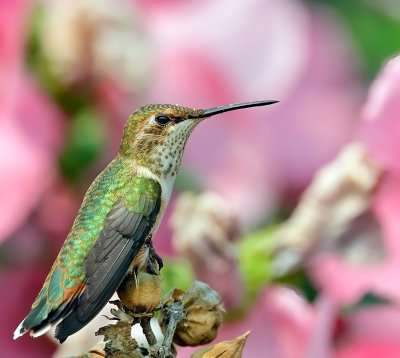 Rufous Hummingbird