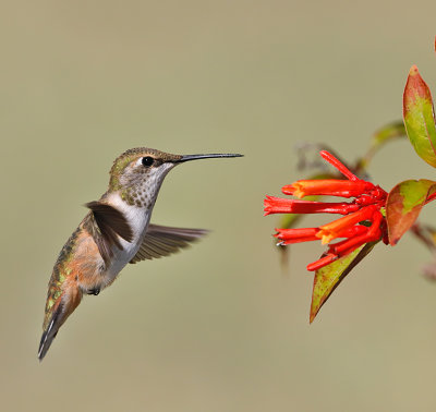 Rufous Hummingbird