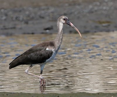 White Ibis