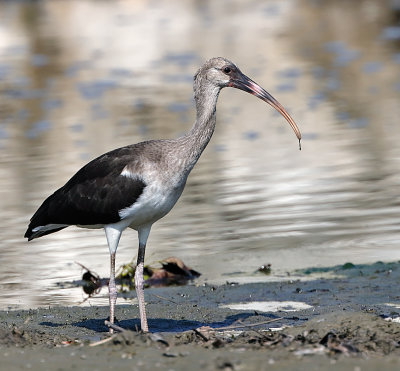 White Ibis