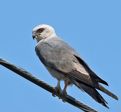 Mississippi Kite