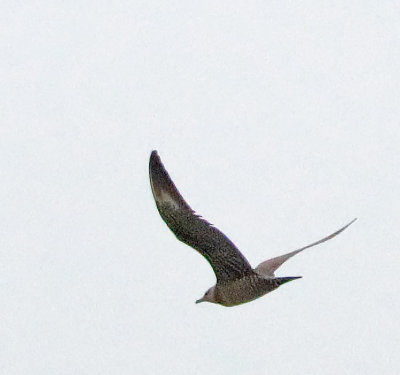 Long-tailed Jaeger