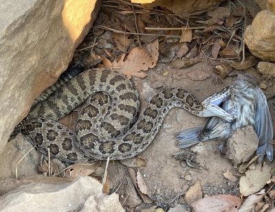 Prairie Rattlesnake 