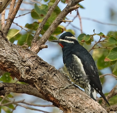 Williamson's Sapsucker