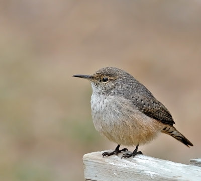 Rock Wren