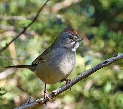 Green-tailed Towhee