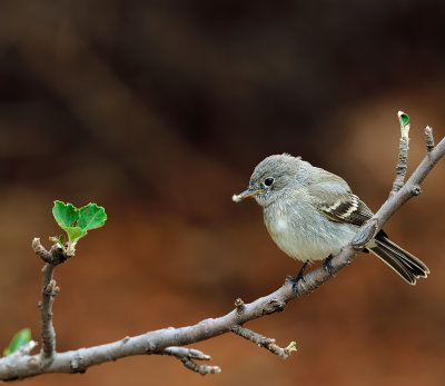 Gray Flycatcher