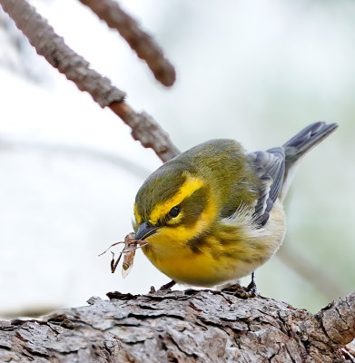 Townsend's Warbler