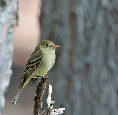 Cordilleran Flycatcher