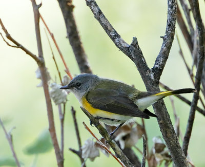 American Redstart