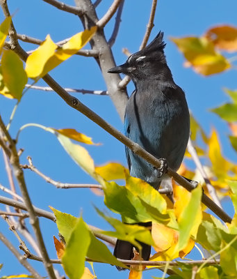 Steller's Jay