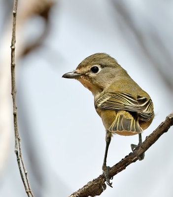 Cassin's Vireo