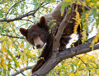 Black Bear