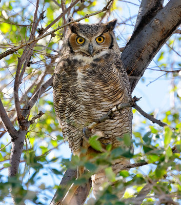 Great Horned Owl