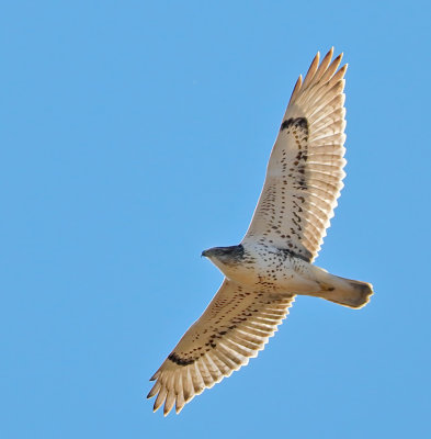 Ferruginous Hawk