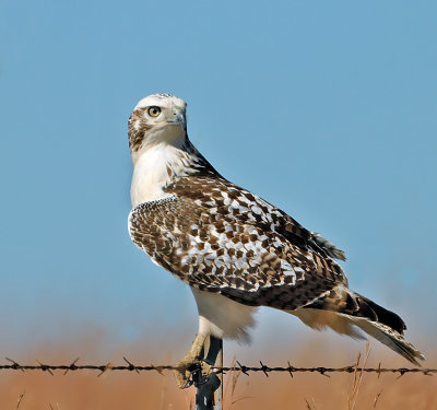 Krider's Red-tailed Hawk