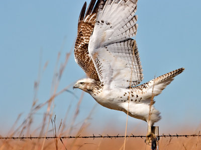 Krider's Red-tailed Hawk