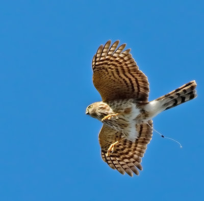 Sharp-shinned Hawk