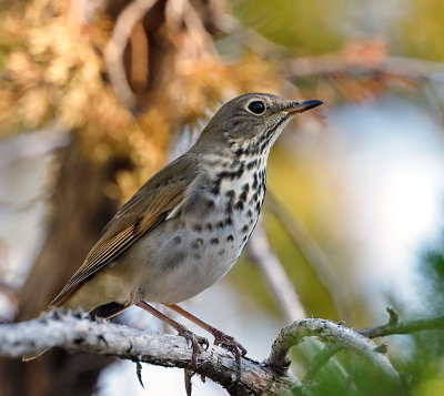 Hermit Thrush