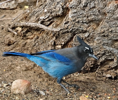 Steller's Jay