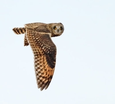 Short-eared Owl