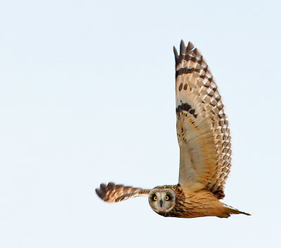 Short-eared Owl