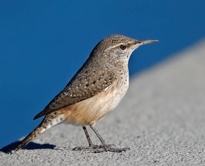 Rock Wren