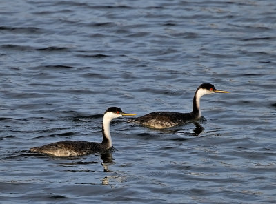 Western Grebes