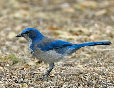 Woodhouse's Scrub-Jay