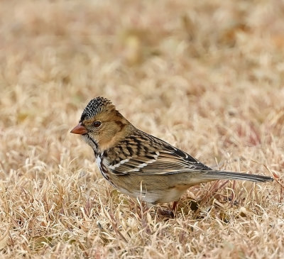 Harris's Sparrow