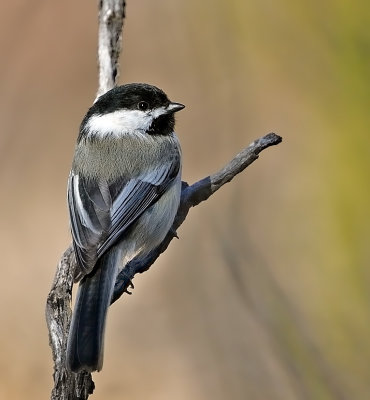 Black-capped Chickadee