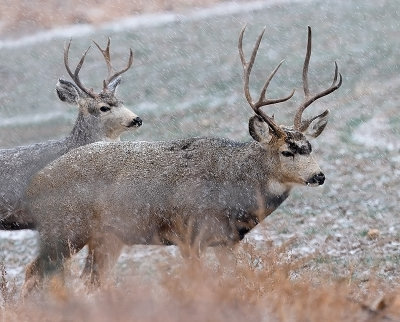 Mule Deer