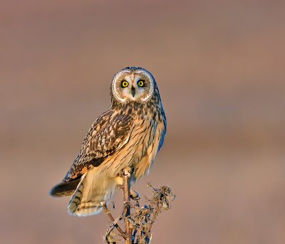 Short-eared Owl