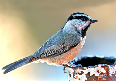 Mountain Chickadee