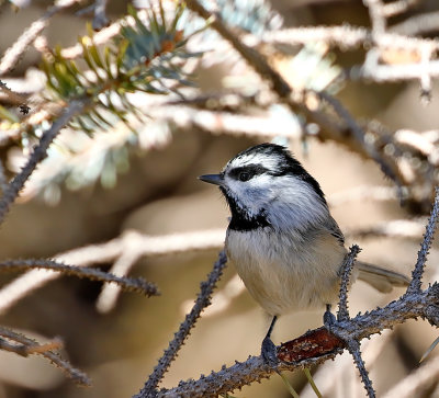 Mountain Chickadee