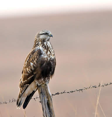 Rough-legged Hawk