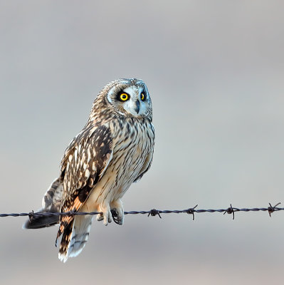 Short-eared Owl