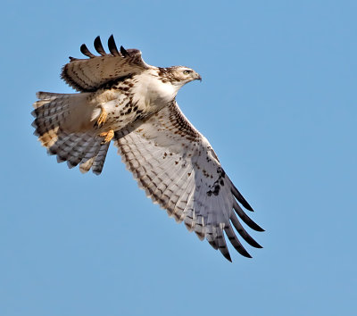 Red-tailed Hawk