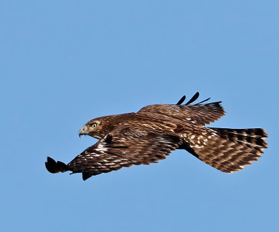 Harlan's Hawk